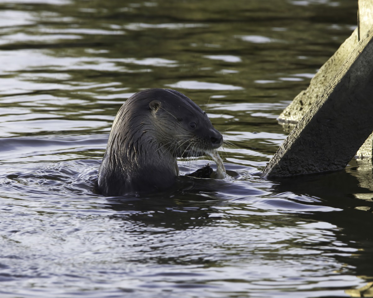 Neotropical River Otter - ML636635489