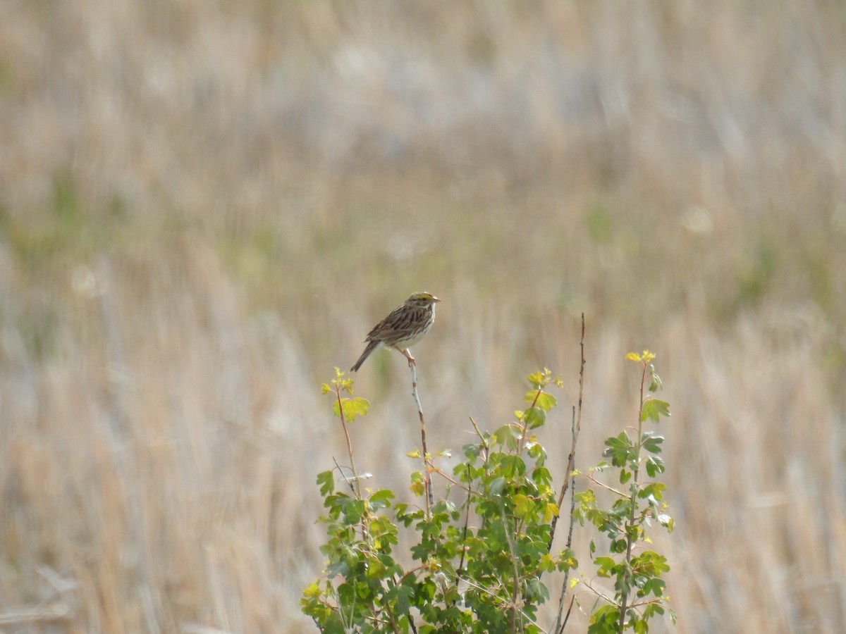 Savannah Sparrow - ML636635493