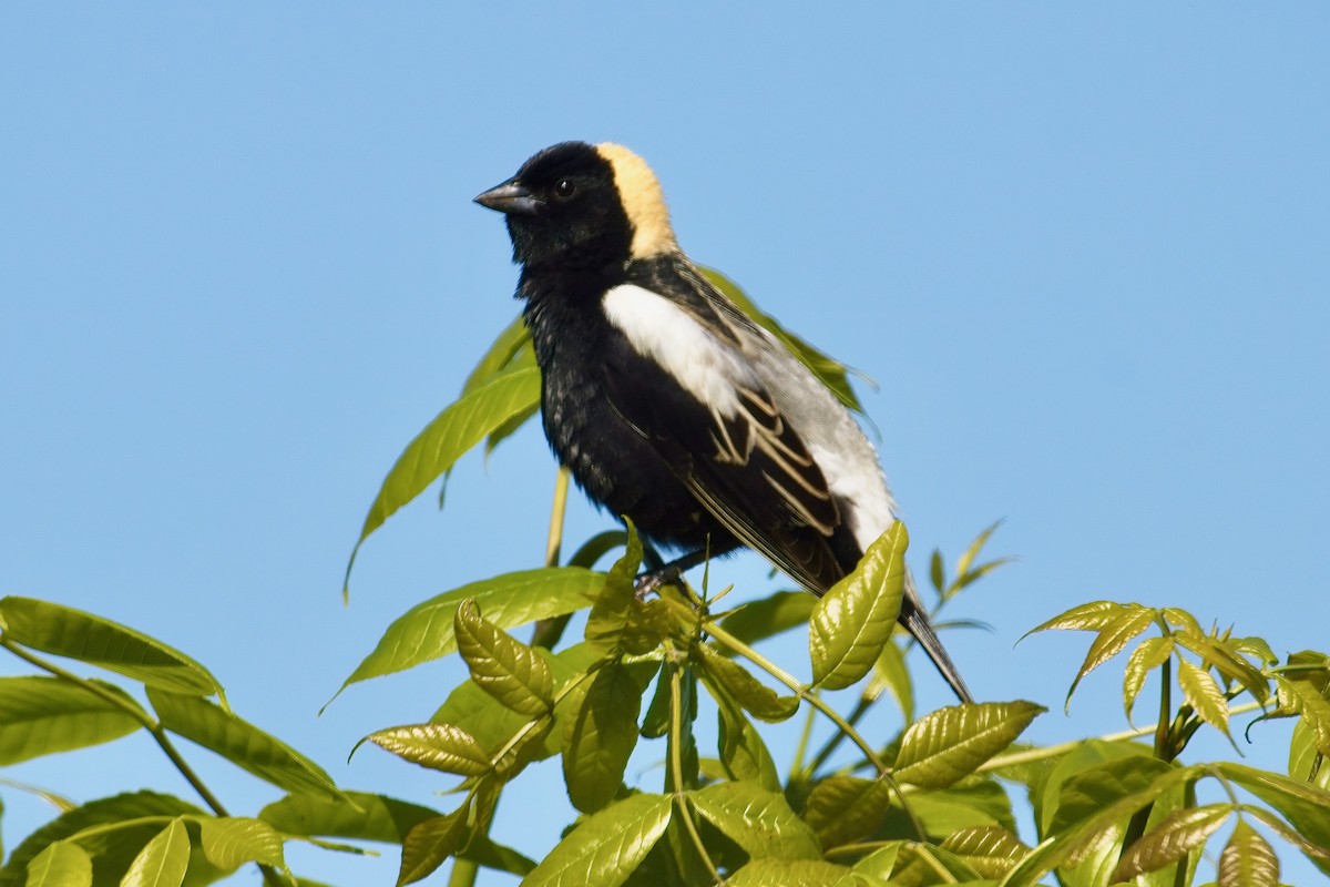 Bobolink - ML636635496