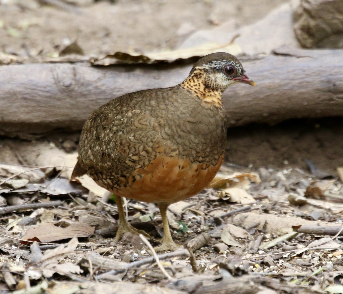 Scaly-breasted Partridge (Green-legged) - ML636635599