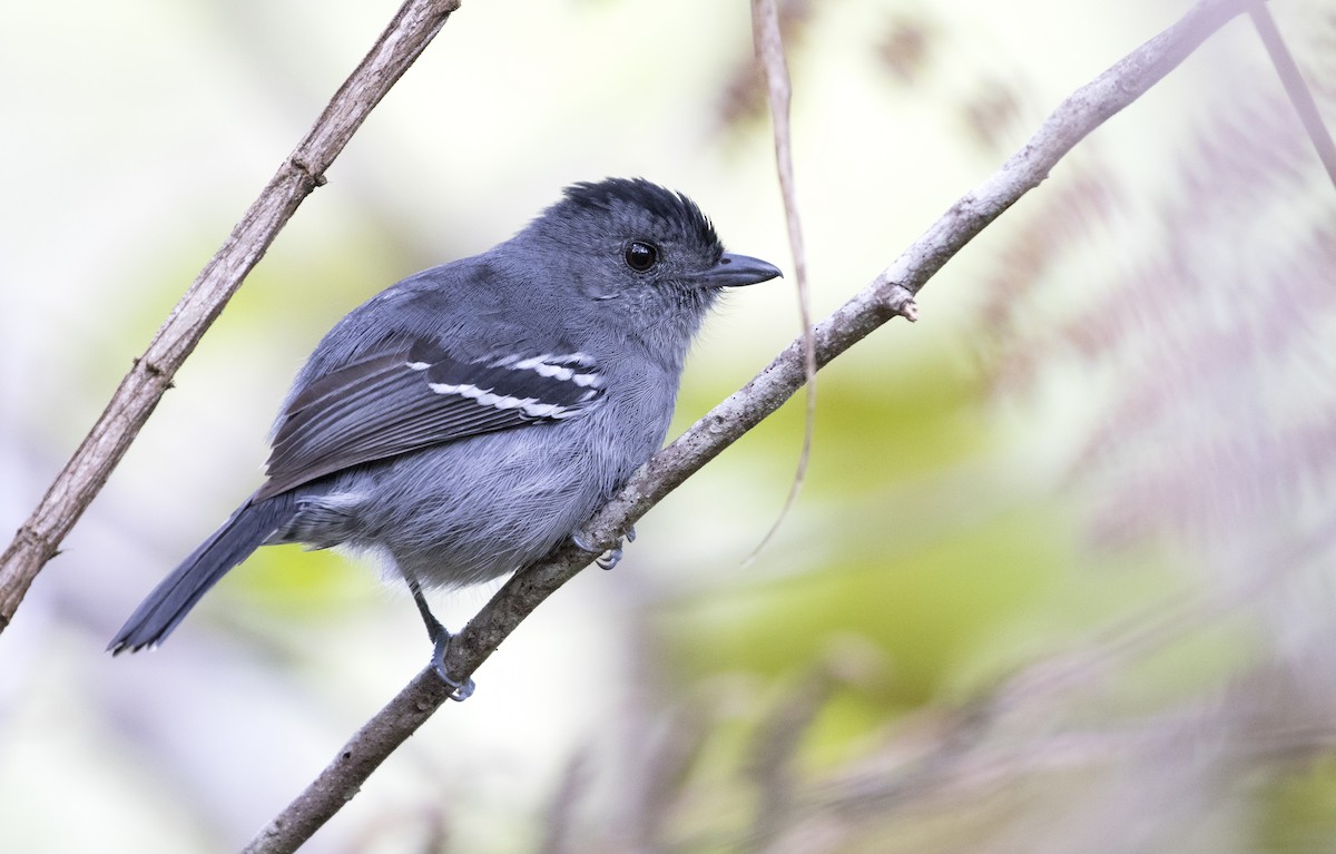 Variable Antshrike - ML63663561