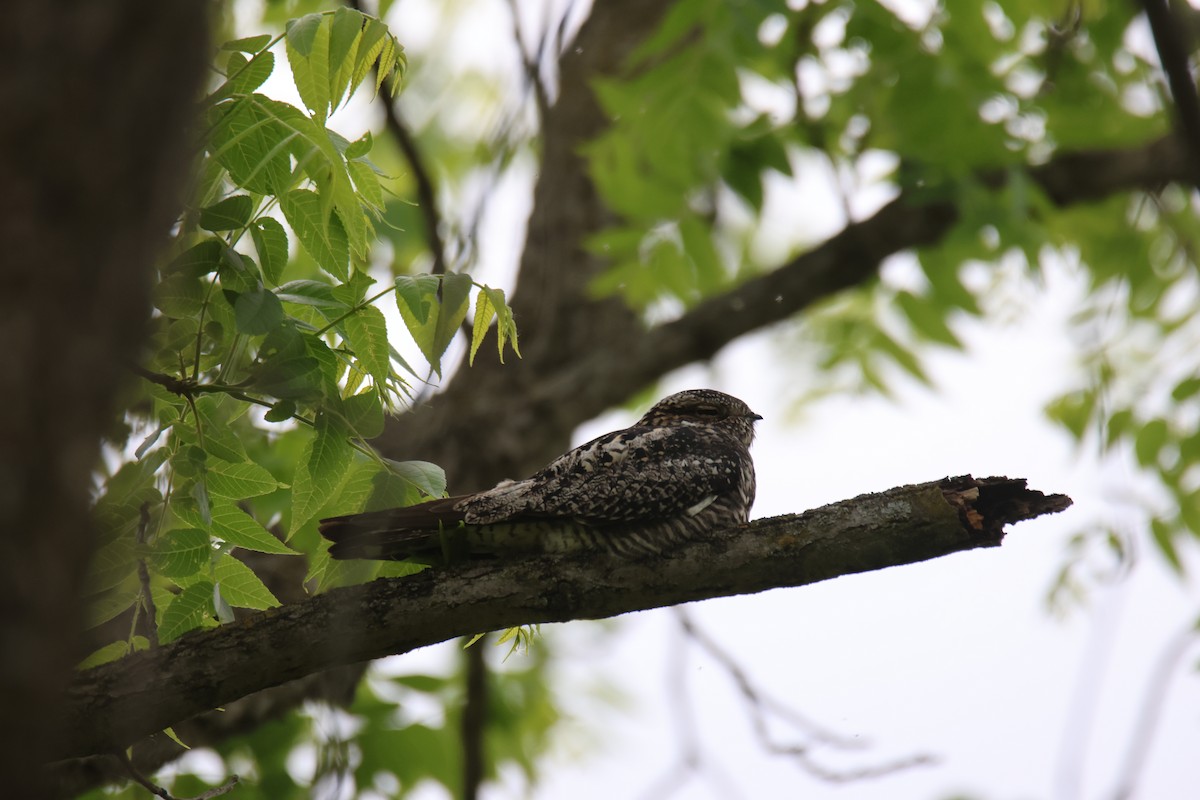 Common Nighthawk - ML636635626