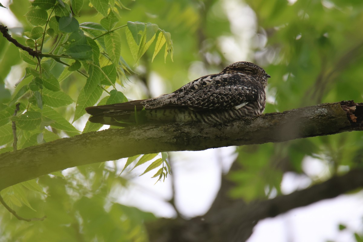 Common Nighthawk - ML636635627