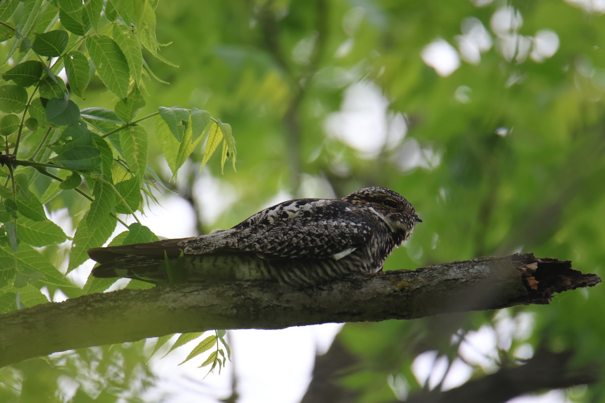 Common Nighthawk - ML636635628