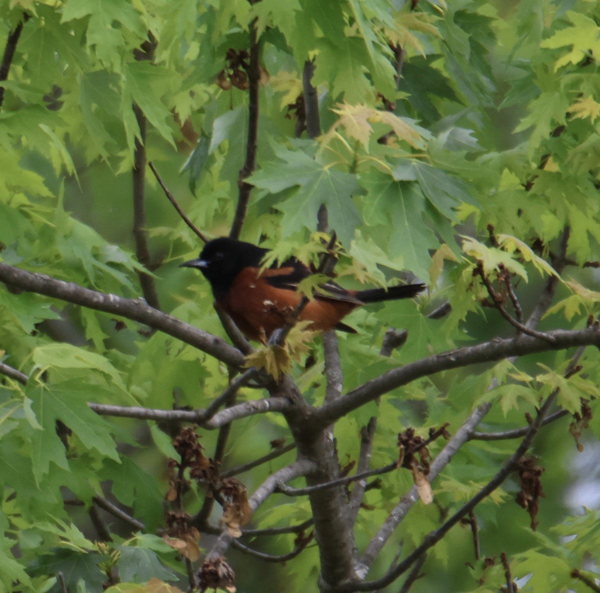 Orchard Oriole - ML636635641