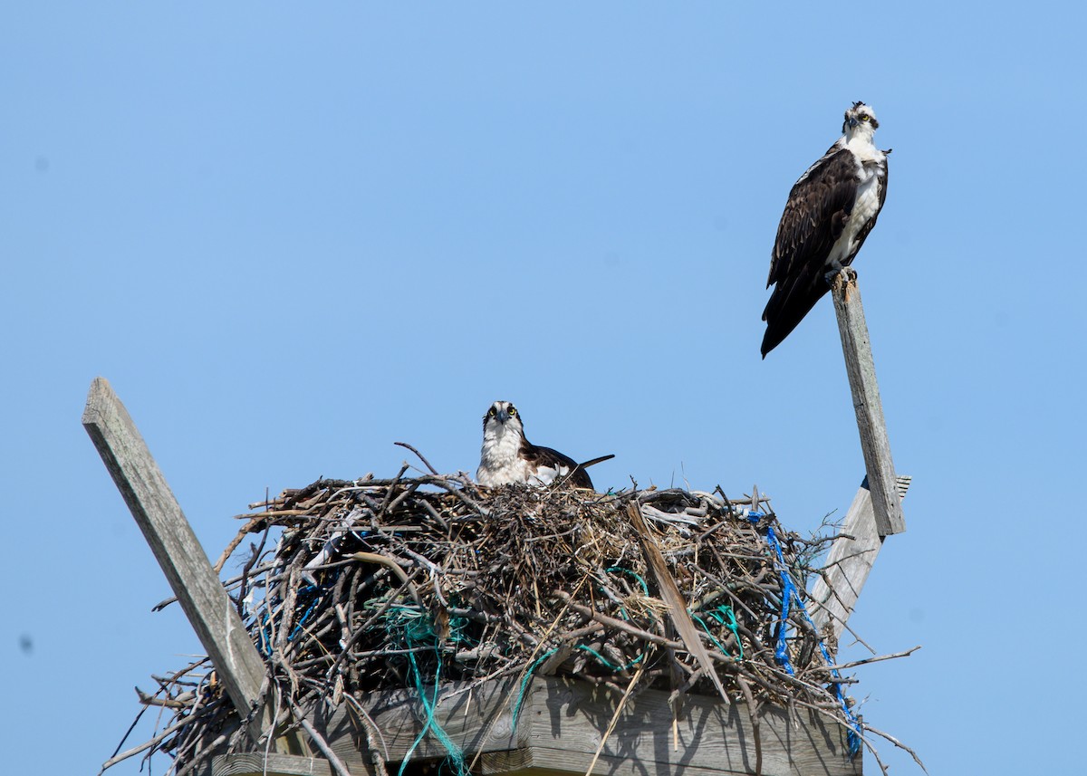 Falco pescatore - ML636635654
