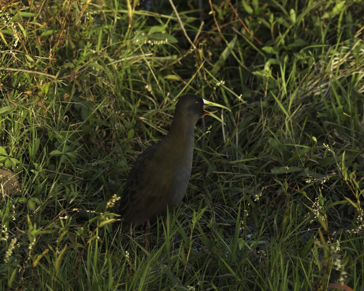 Plumbeous Rail - ML636635713