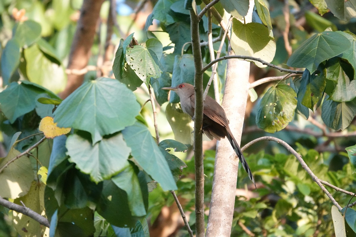 Puerto Rican Lizard-Cuckoo - ML636635762