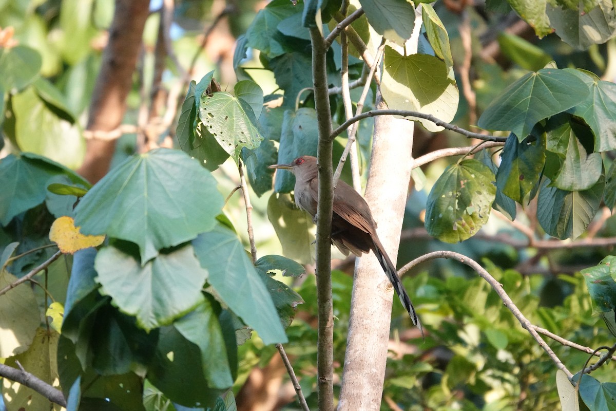 Puerto Rican Lizard-Cuckoo - ML636635763