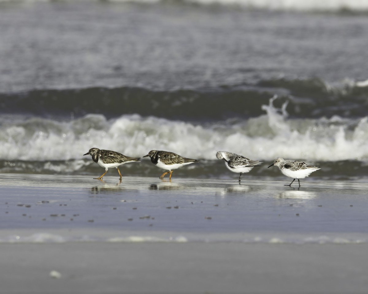Ruddy Turnstone - ML636635778