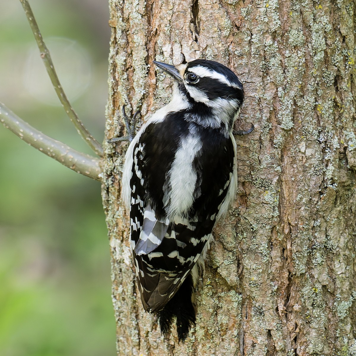 Downy Woodpecker - ML636635805