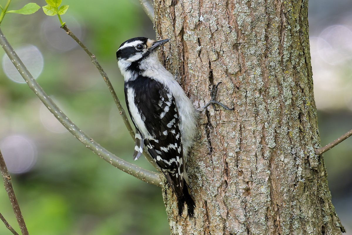 Downy Woodpecker - ML636635806