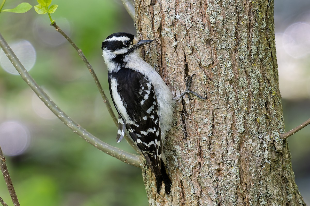 Downy Woodpecker - ML636635807