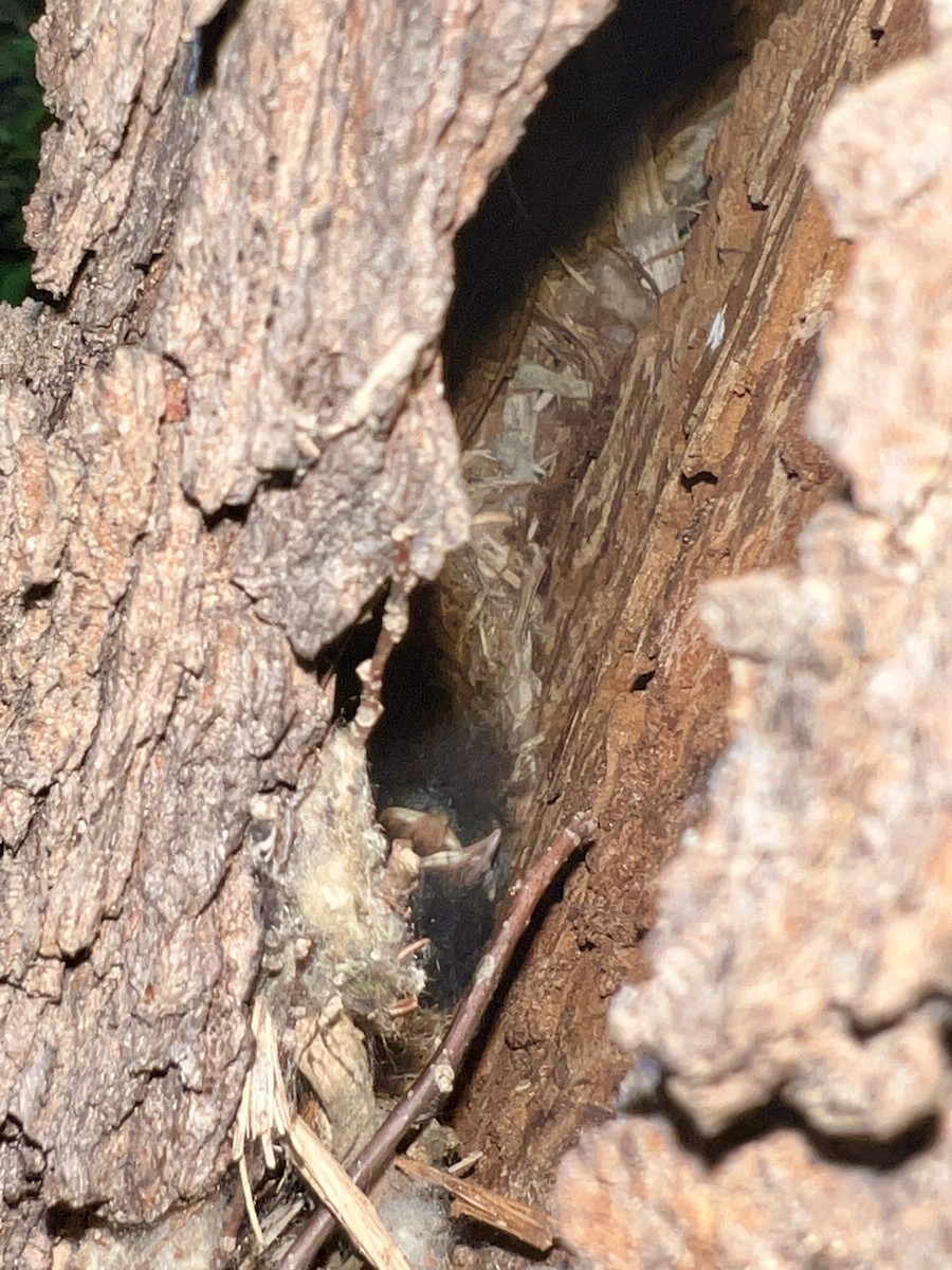 Brown Creeper - ML636635811