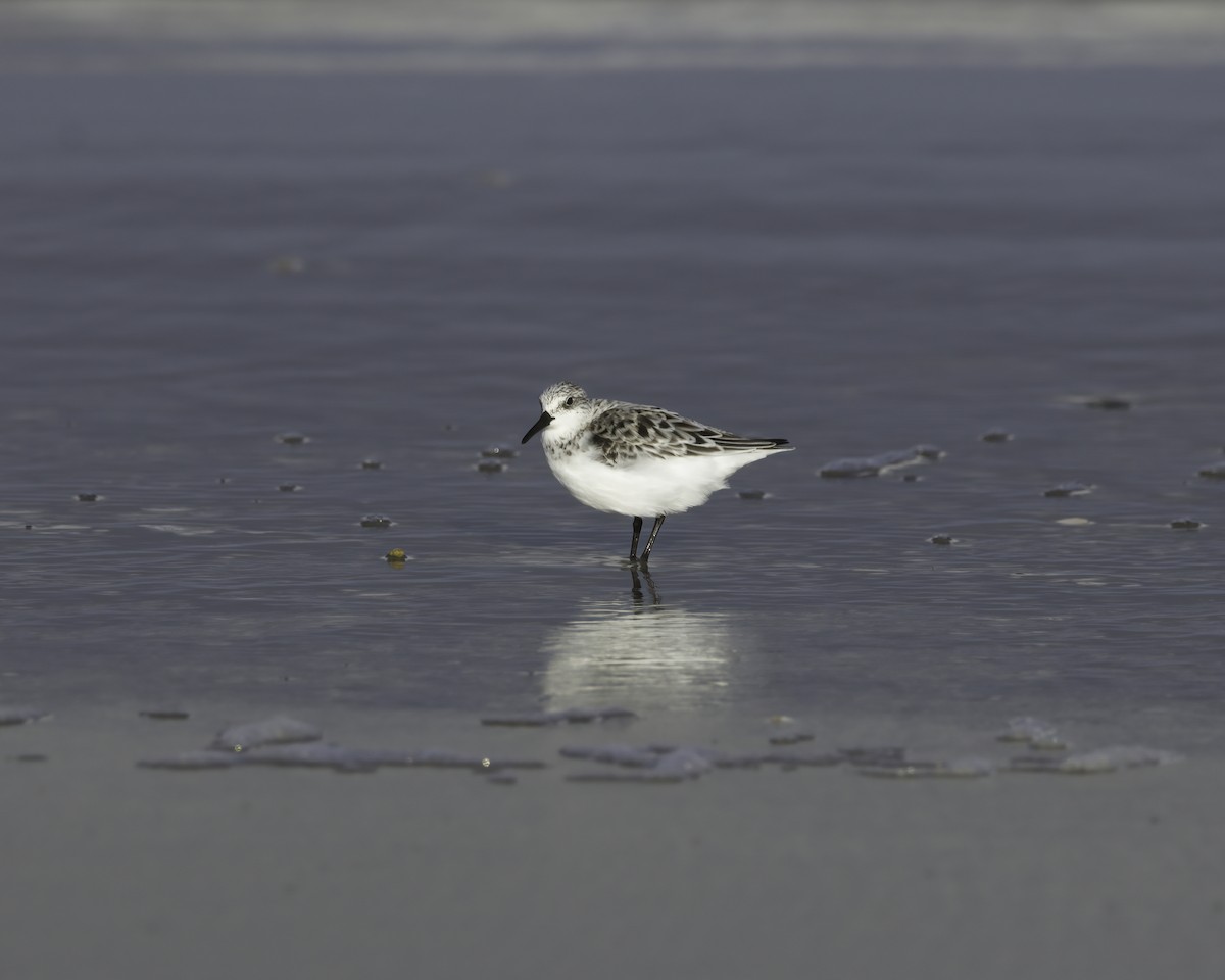 Sanderling - ML636635841