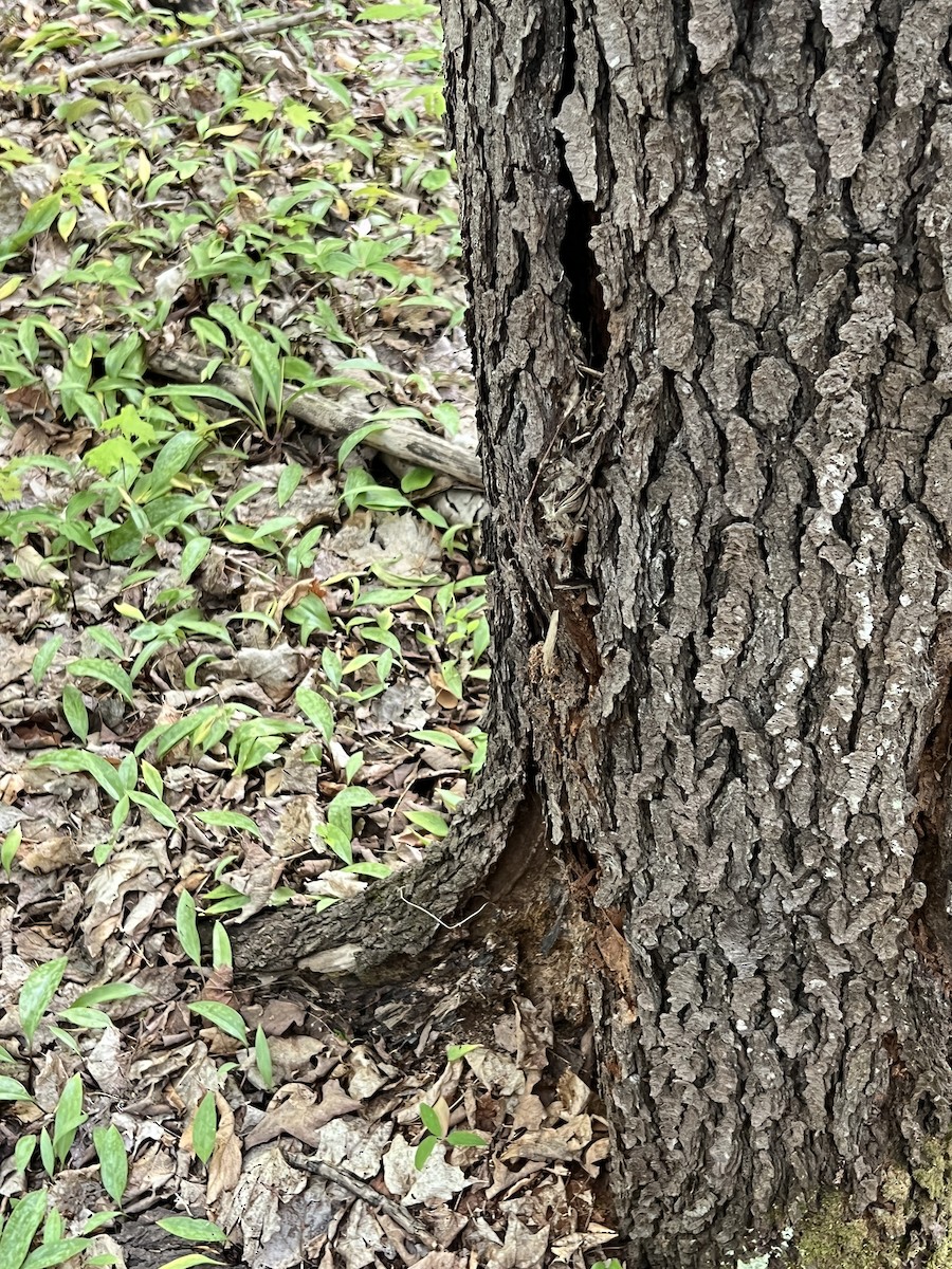Brown Creeper - ML636635857