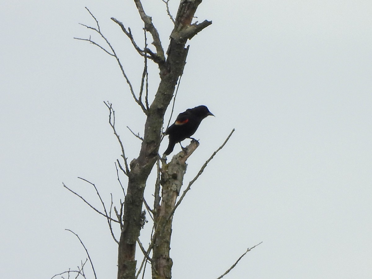 Red-winged Blackbird - ML636636173