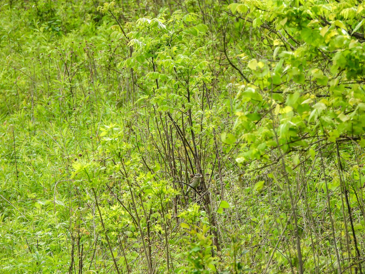 Rose-breasted Grosbeak - ML636636182