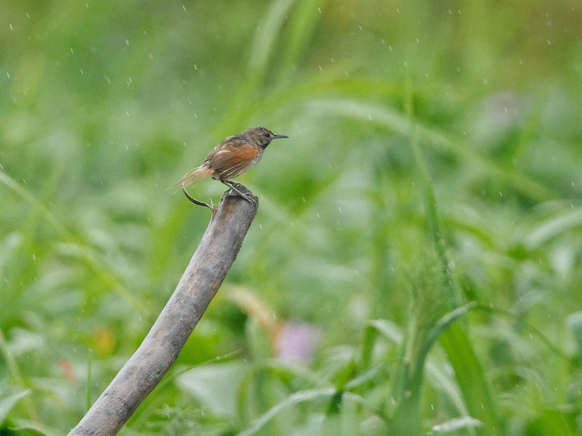 White-bellied Spinetail - ML636636253