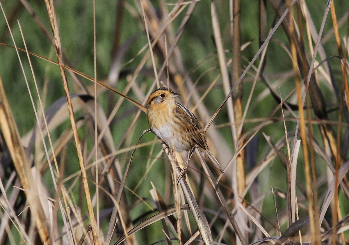 Nelson's Sparrow - ML636636354