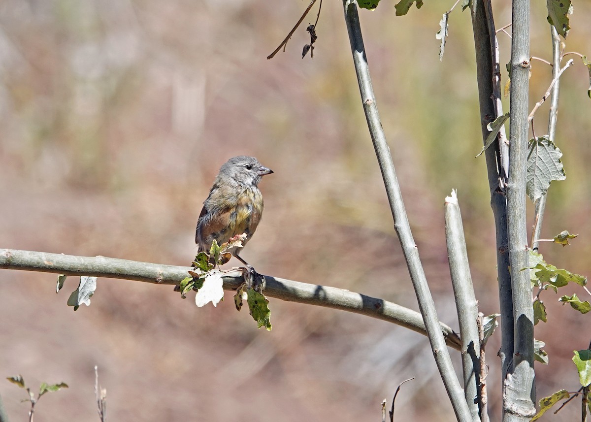 Greater Yellow-Finch - ML636636399