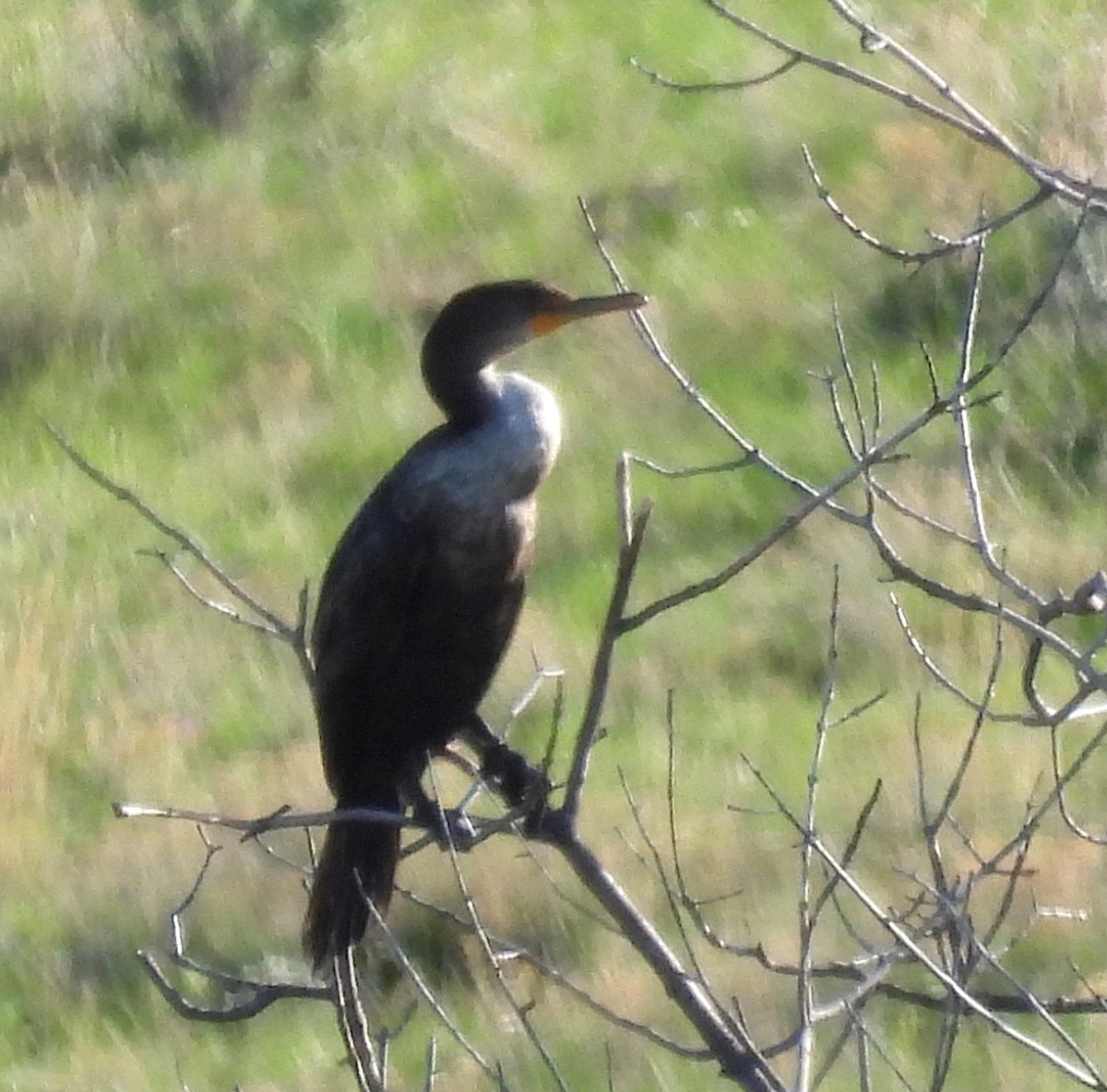 Kulaklı Karabatak - ML636636430