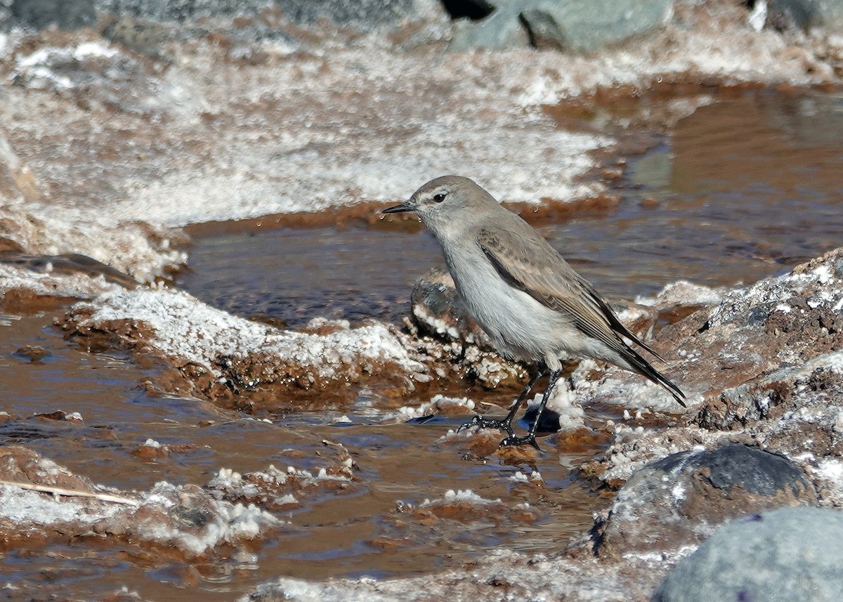 White-browed Ground-Tyrant - ML636636479