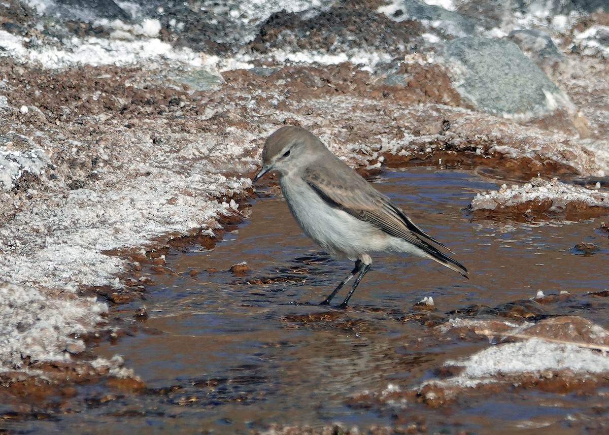 White-browed Ground-Tyrant - ML636636480