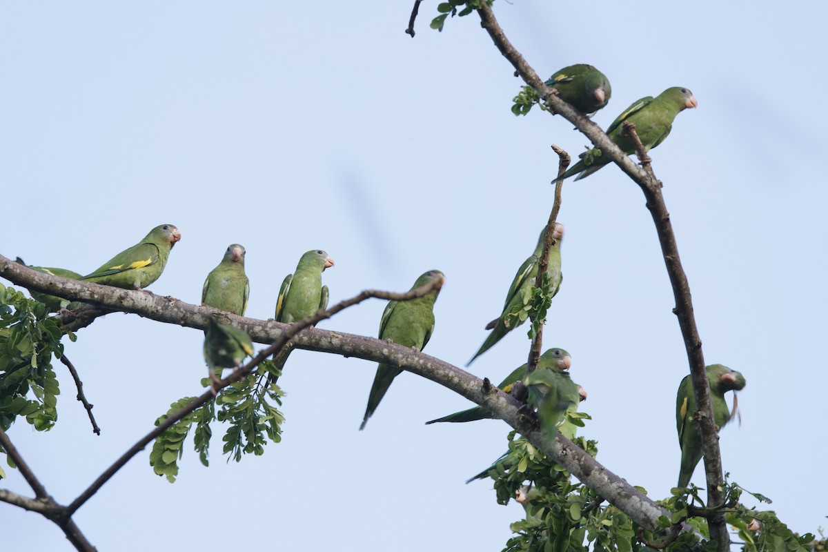 White-winged Parakeet - ML636636504