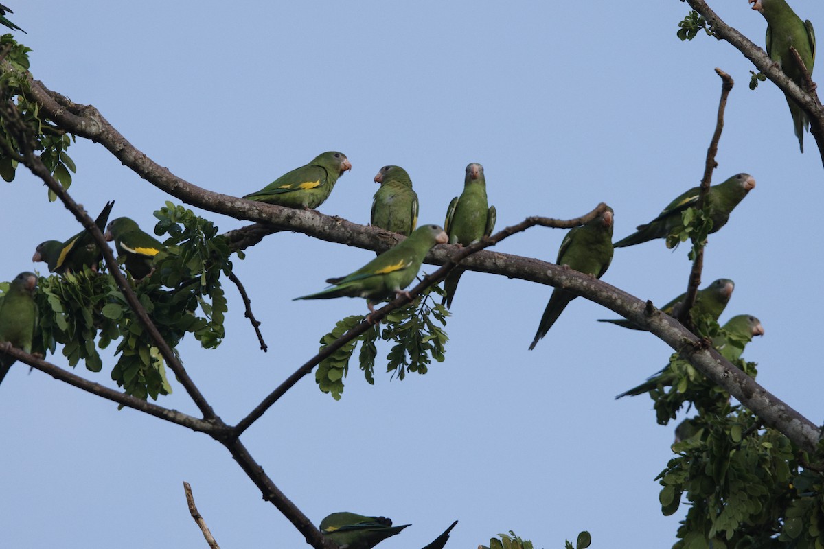 White-winged Parakeet - ML636636505