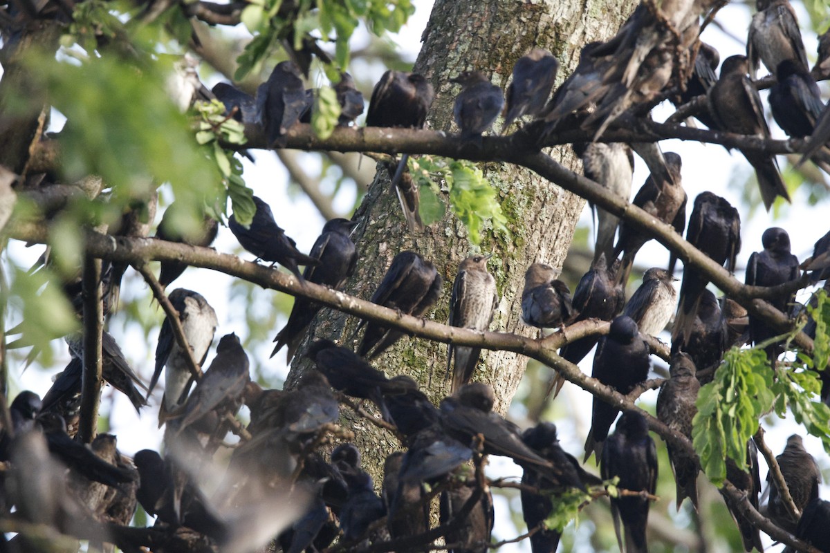 Southern Martin - ML636636517