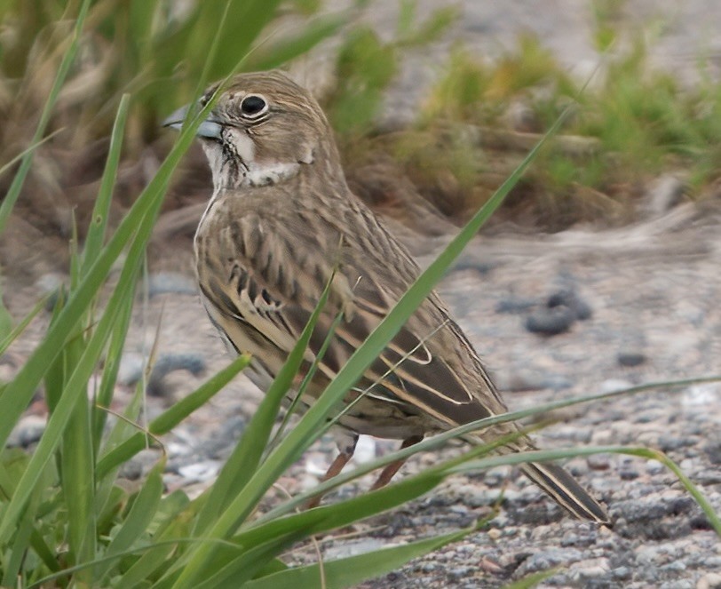 Lark Bunting - ML636636532