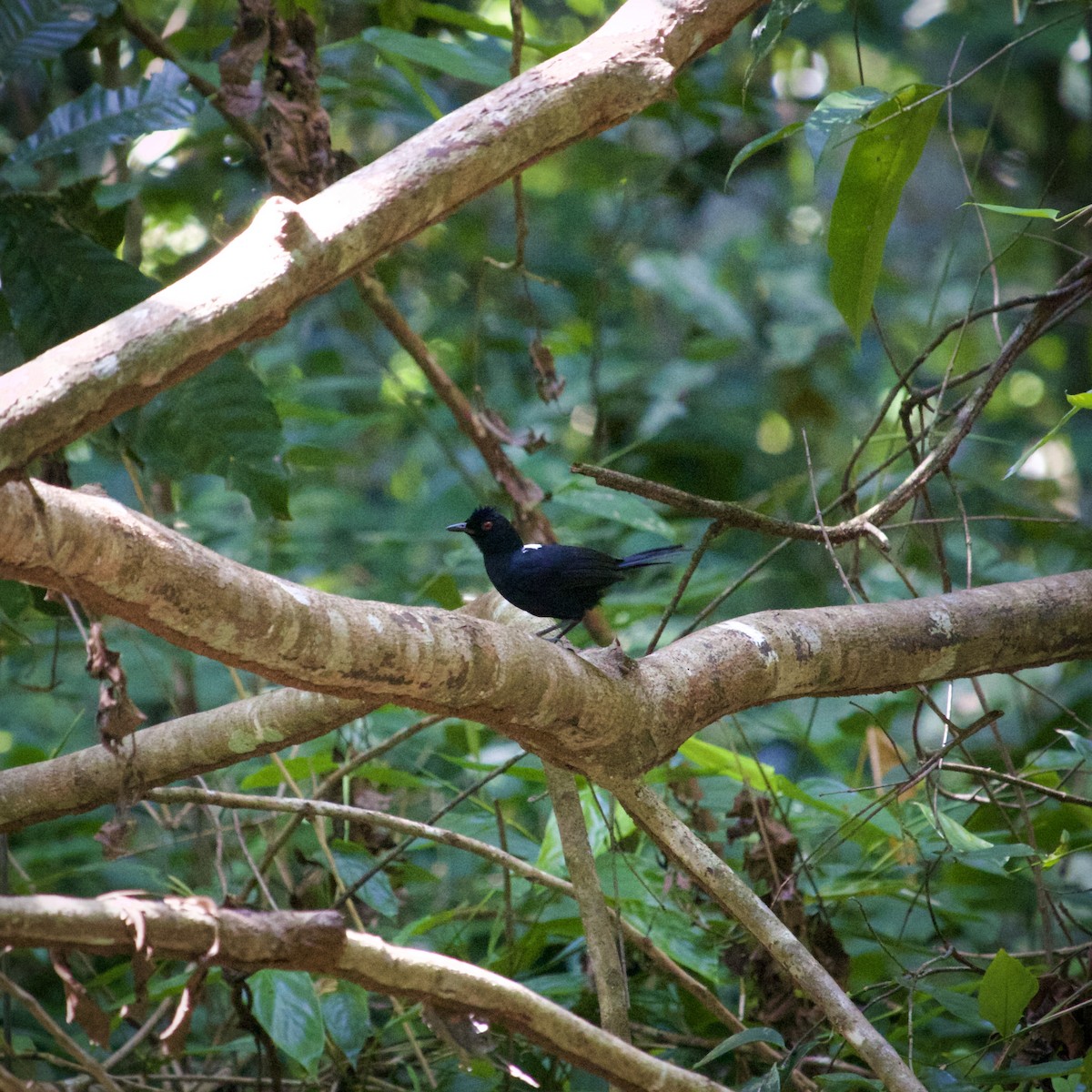 East Amazonian Fire-eye - ML636636598