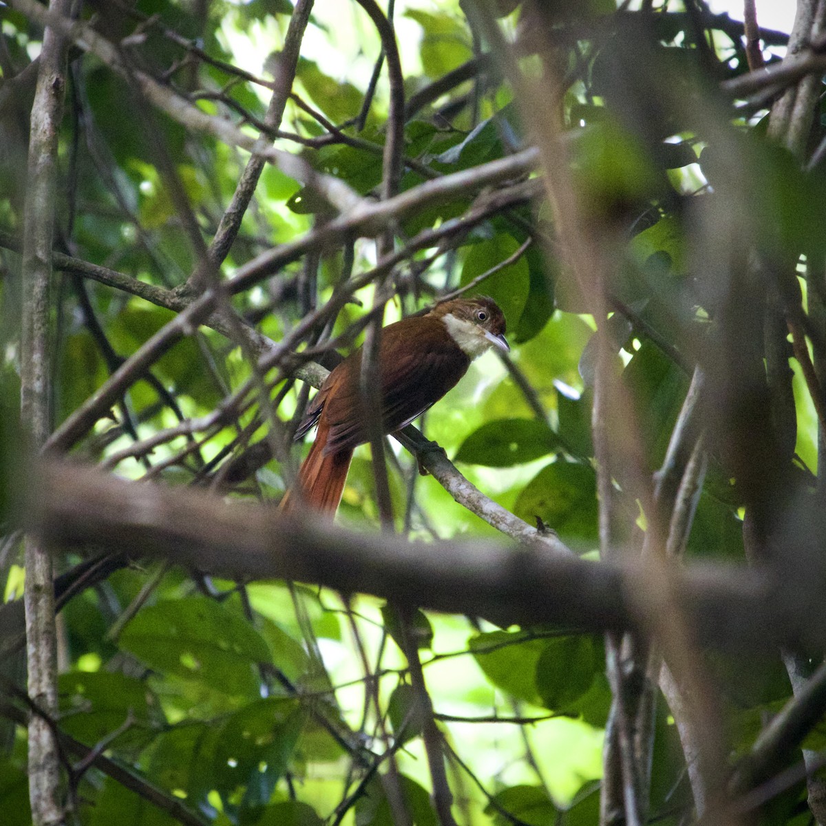 Pernambuco Foliage-gleaner - ML636636659