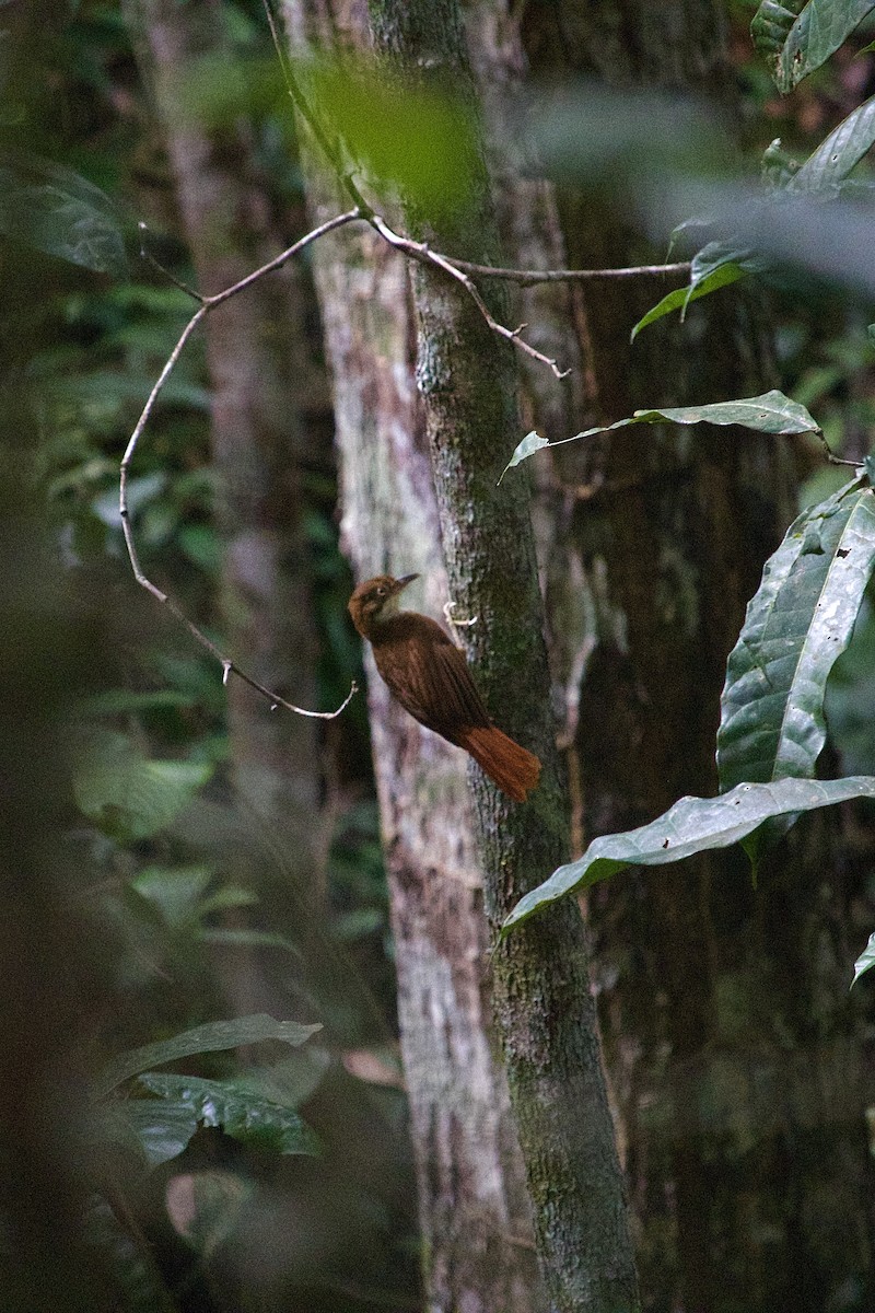 Pernambuco Foliage-gleaner - ML636636660