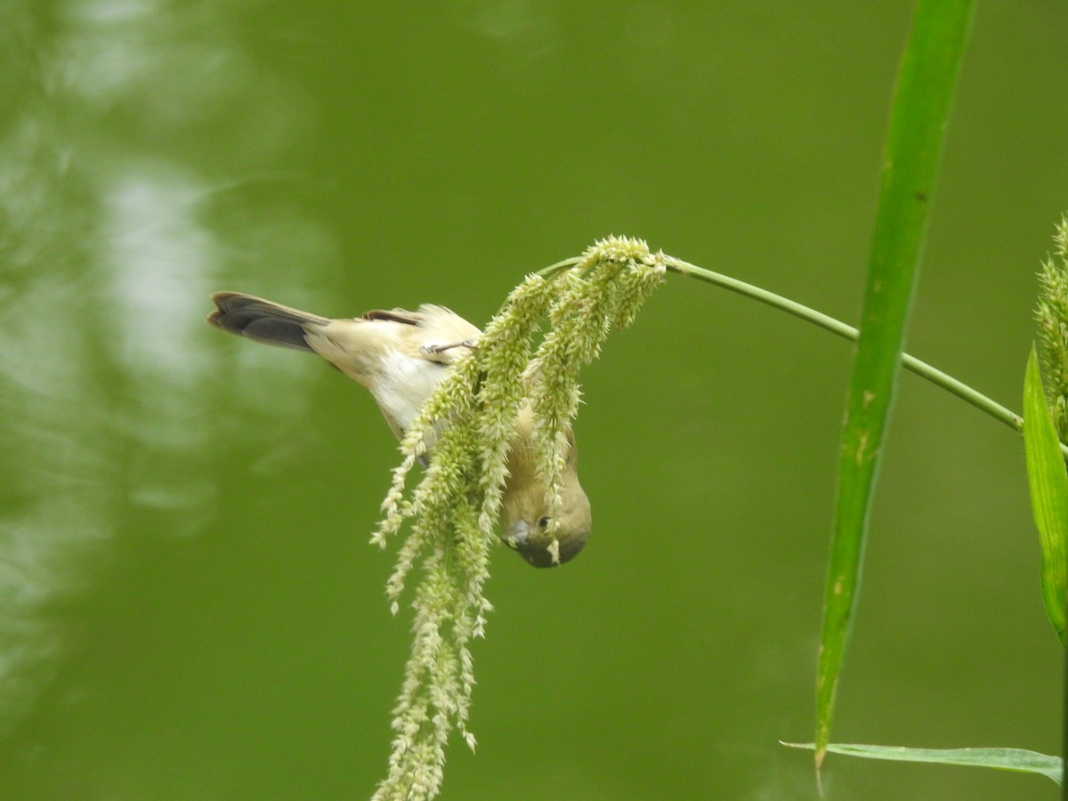 Cinnamon-rumped Seedeater - ML636636680