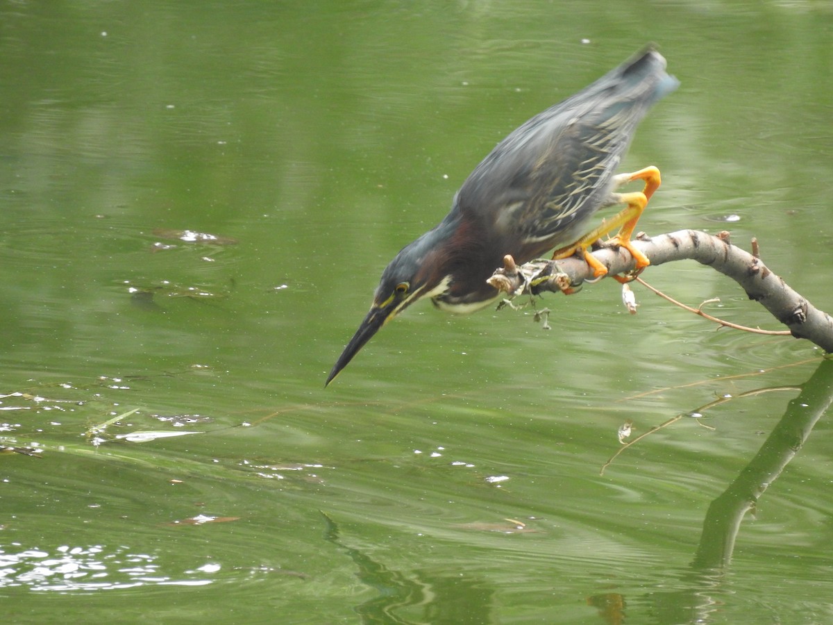 Green Heron - ML636636711