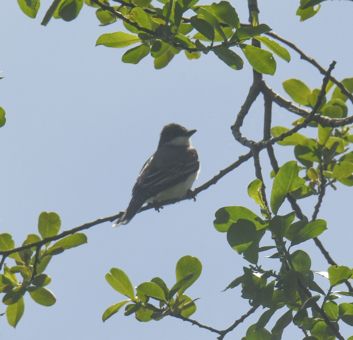 Eastern Kingbird - ML636636716