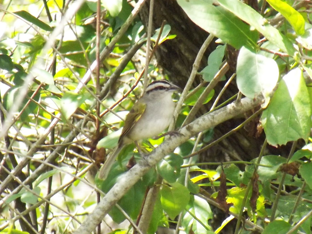 Tocuyo Sparrow - ML636636721