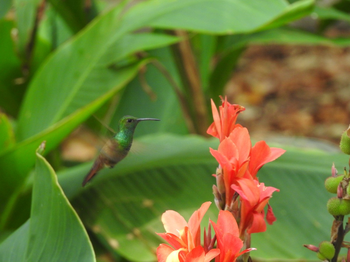 Berylline Hummingbird - ML636636738