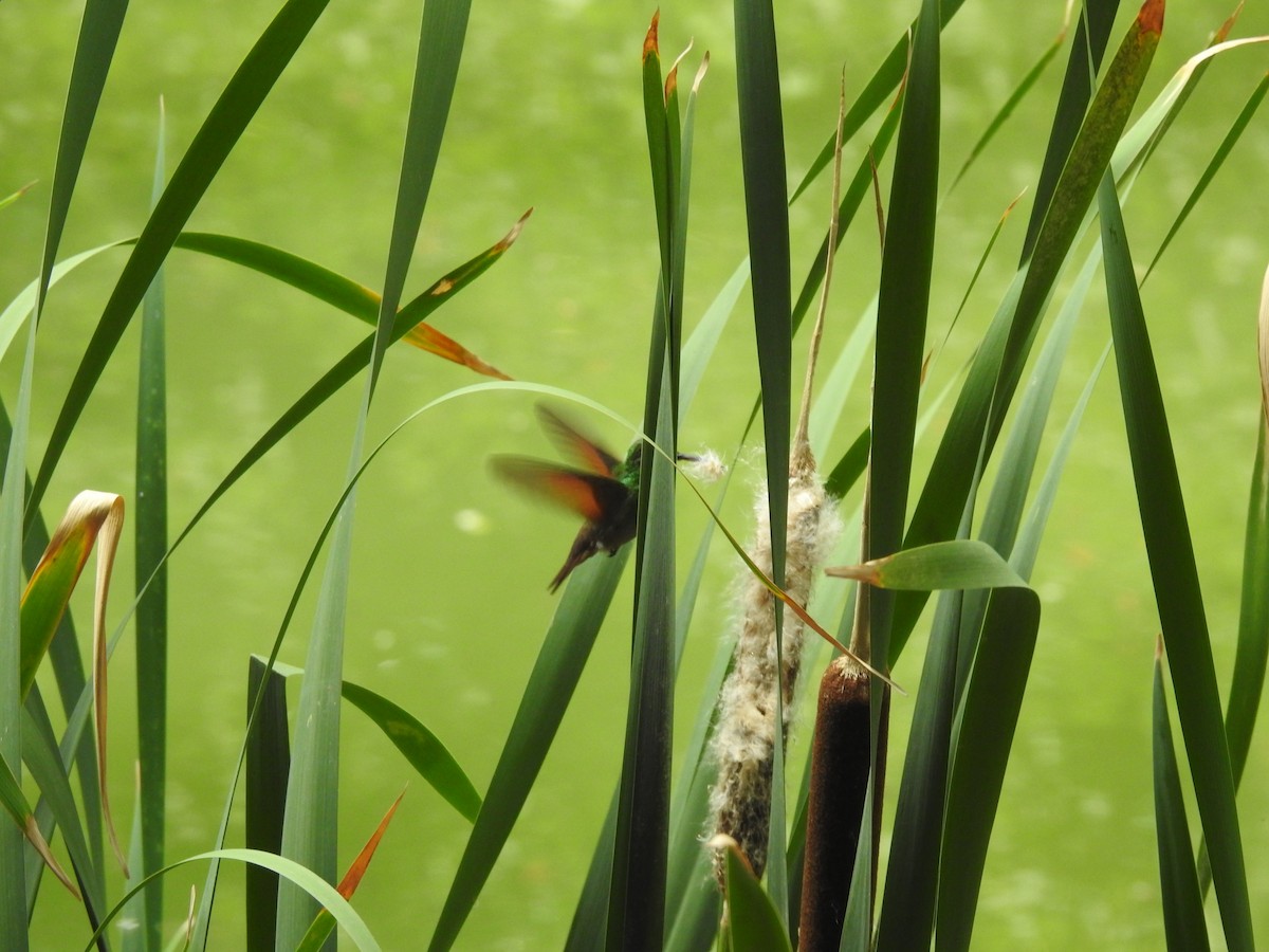 Berylline Hummingbird - ML636636757