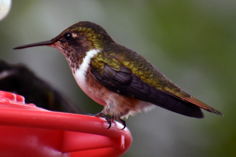 Volcano Hummingbird - ML636636768