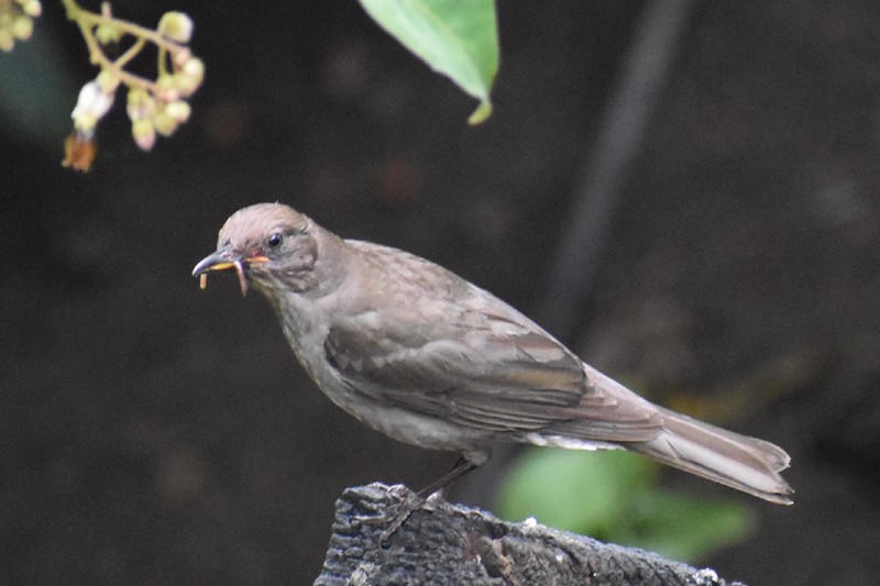 Mountain Thrush - ML636636823