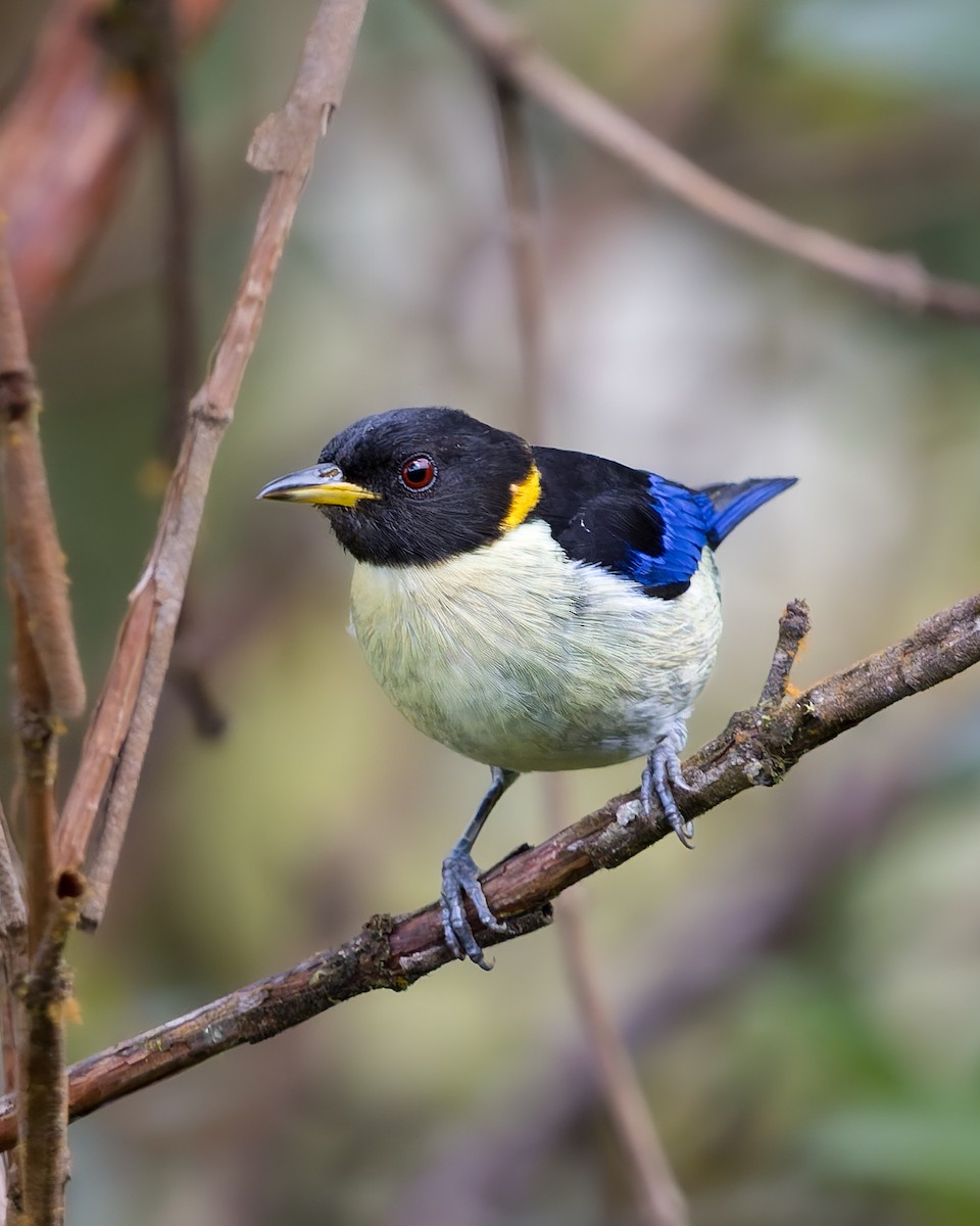 Golden-collared Honeycreeper - ML636636848
