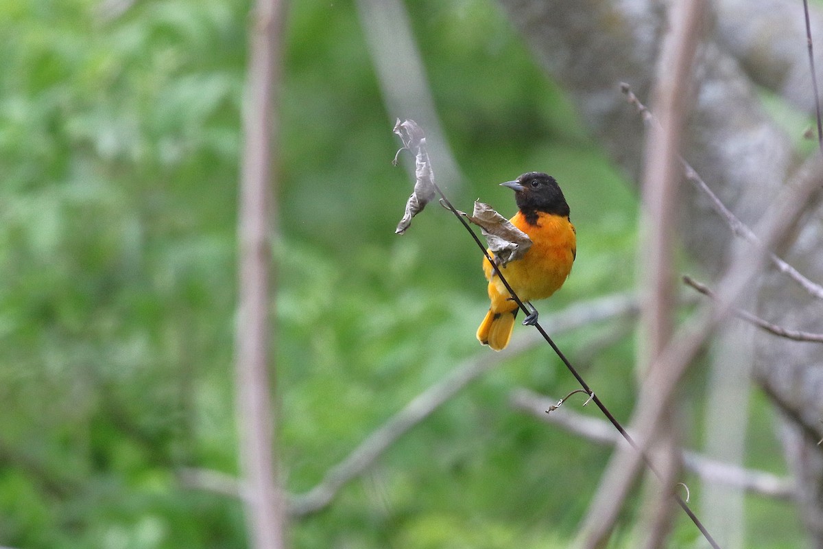 Baltimore Oriole - ML636636925