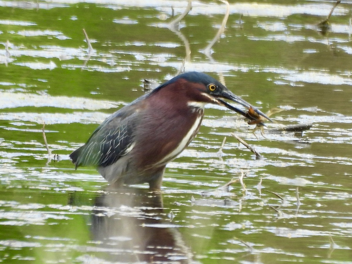 Green Heron - ML636636977