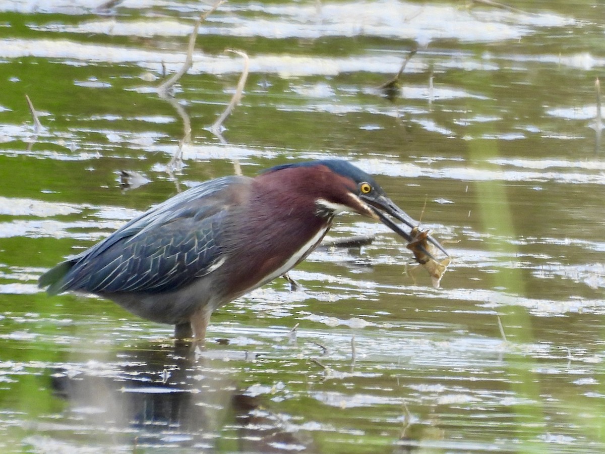Green Heron - ML636636978