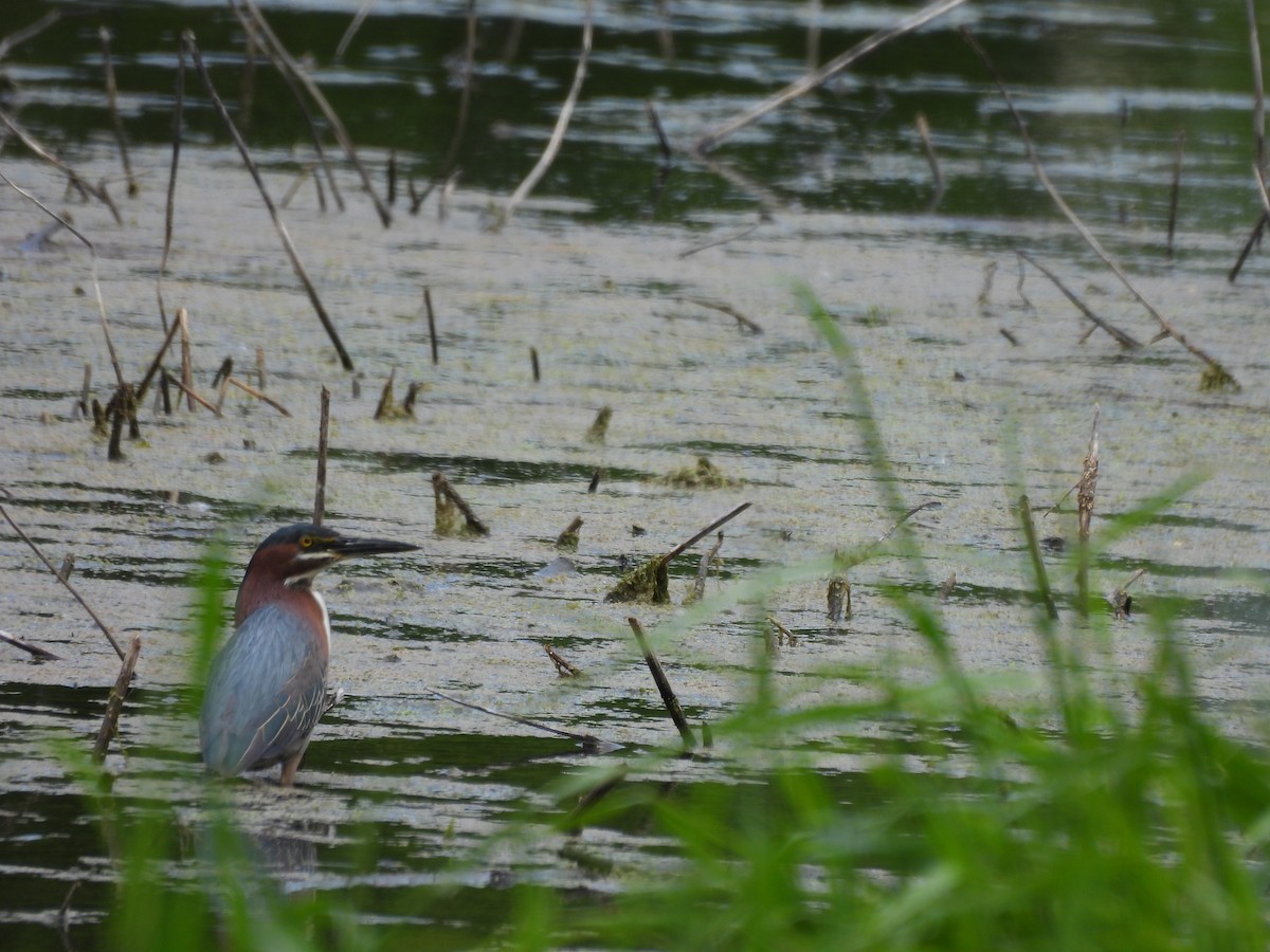 Green Heron - ML636636979