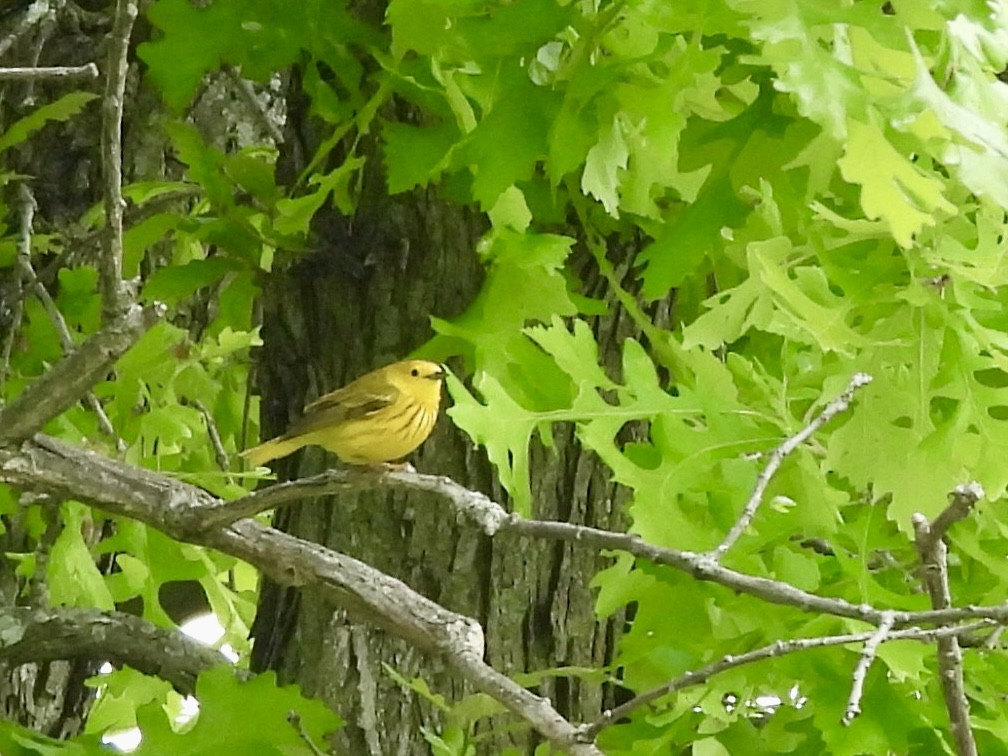 Yellow Warbler - ML636636991