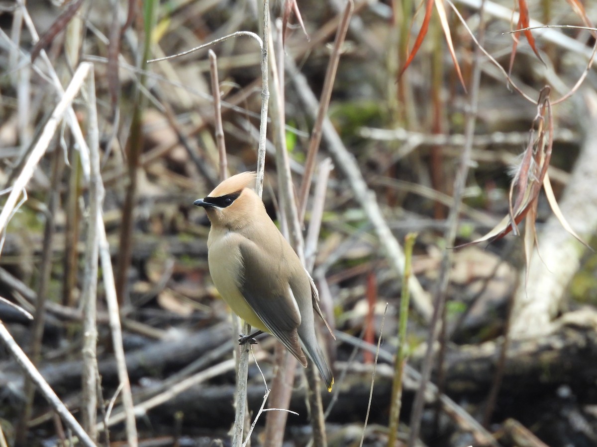Cedar Waxwing - ML636637003